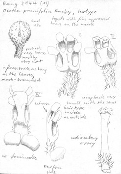 Vorschaubild Ocotea prunifolia Rusby